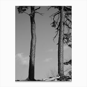 Black And White Image Of Pine Trees 1 Canvas Print