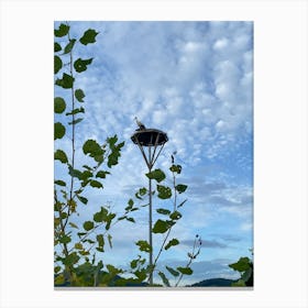 Img 5833 Storks in the nest Canvas Print