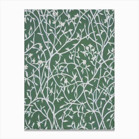 White Willow tree Vintage Botanical Canvas Print