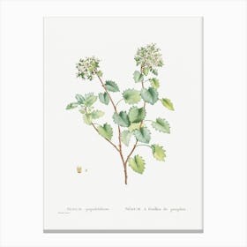 Sedum Populifolium, Pierre Joseph Redoute Canvas Print