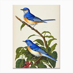 Bluebird James Audubon Vintage Style Bird Canvas Print