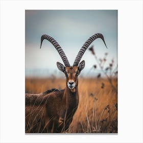 Antelope Canvas Print