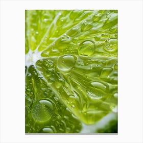 Lime Slice With Water Droplets Canvas Print