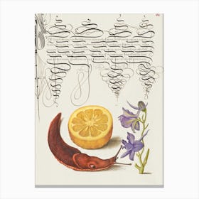 Sour Orange, Terrestrial Mollusk, And Larkspur From Mira Calligraphiae Monumenta, Joris Hoefnagel Canvas Print