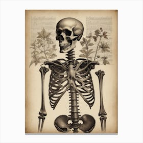 Botanical Skeleton Vintage Flowers Painting (74) Canvas Print
