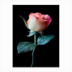 Single Rose Isolated On Black Background Canvas Print