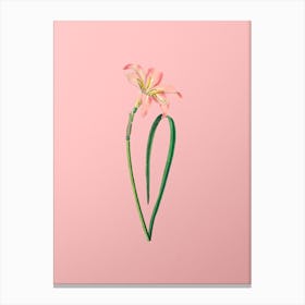 Vintage Spofforth Zephyranthes Branch Botanical on Soft Pink n.0190 Canvas Print