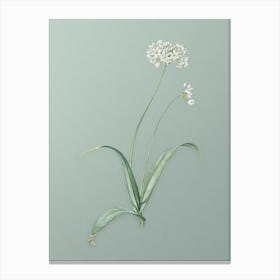 Vintage Spring Garlic Botanical Art on Mint Green n.0422 Canvas Print