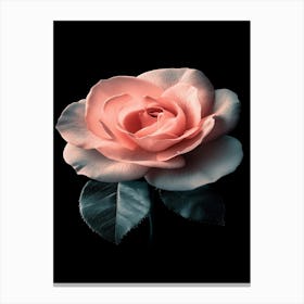 Pink Rose 69 Canvas Print