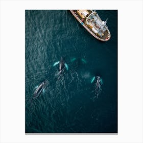 Whales From Above Canvas Print