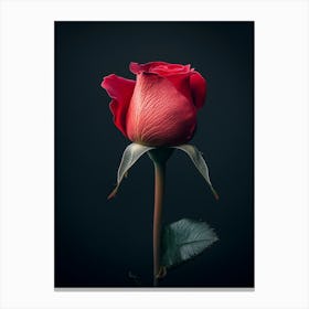 Single Red Rose On Black Background 13 Canvas Print