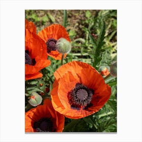 Orange-red poppies and green leaves Canvas Print
