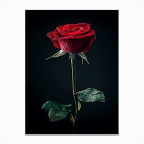 Single Red Rose On Black Background 37 Canvas Print