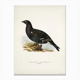 Hybrid Between Black Grouse And Western Capercaillie, The Von Wright Brothers Canvas Print