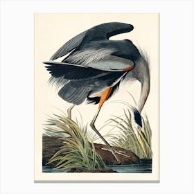 Great Blue Heron Plate CCXI, based on the series “Birds of America” by John James Audubon Canvas Print