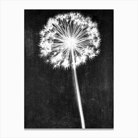 Black white single allium Canvas Print