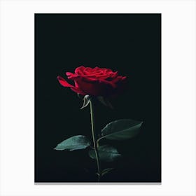 Rose On A Black Background 30 Canvas Print