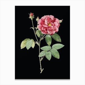 Vintage French Rose Botanical Illustration on Solid Black n.0105 Canvas Print