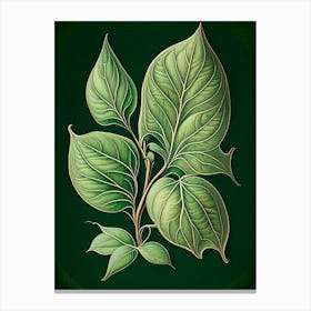 Jasmine Leaf Vintage Botanical 2 Canvas Print