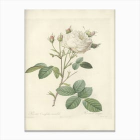 Rose Illustration, Pierre Joseph Redoute (31) Canvas Print