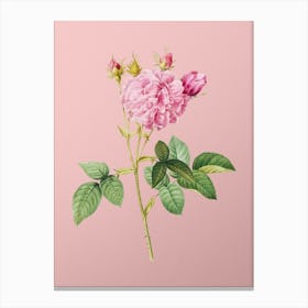 Vintage Pink Agatha Rose Botanical on Soft Pink n.0071 Canvas Print