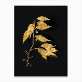 Vintage European Nettle Tree Botanical in Gold on Black n.0484 Canvas Print