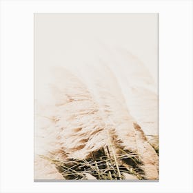 Breezy Pampas Grass Canvas Print