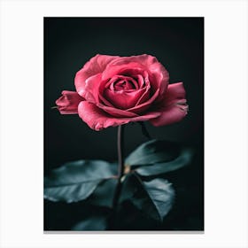 Rose On Black Background 7 Canvas Print