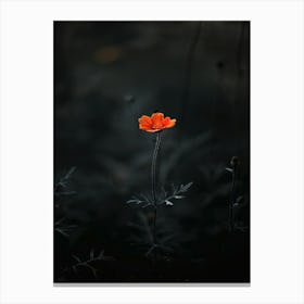 Single Flower In The Dark 24 Canvas Print