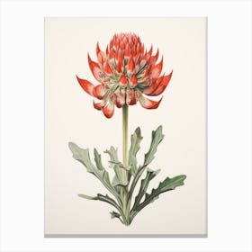 Pressed Wildflower Botanical Art Indian Paintbrush Canvas Print