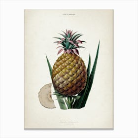 Vintage Denisse 7 Ananas Bromelia Canvas Print