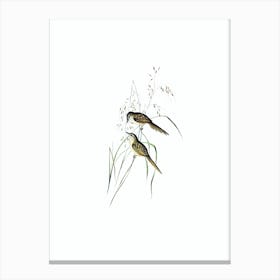 Vintage Grassbird Bird Illustration on Pure White n.0070 Canvas Print