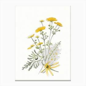 Feverfew Spices And Herbs Pencil Illustration 1 Canvas Print