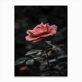 Dark Rose 66 Canvas Print