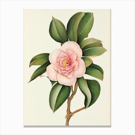 Camellia Vintage Botanical 3 Flower Canvas Print