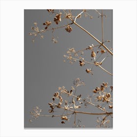 Sunshine Kissed Branches   Greige Dried Flowers Canvas Print