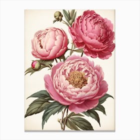 Pink Peonies Canvas Print