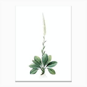 Vintage Blazing Star Botanical Illustration on Pure White n.0136 Canvas Print