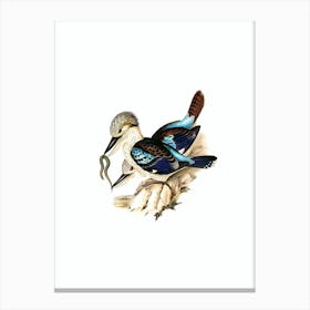 Vintage Leach’s Kingfisher Bird Illustration on Pure White n.0404 Canvas Print