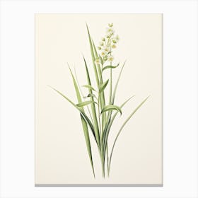 Lemongrass Vintage Botanical Herbs 0 Canvas Print