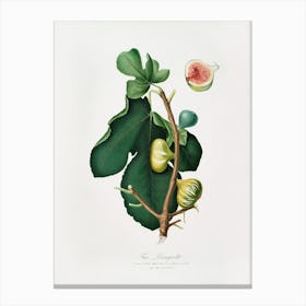 White Peel Fig (Ficus Carica Sativa) From Pomona Italiana (1817 1839), Giorgio Gallesio Canvas Print