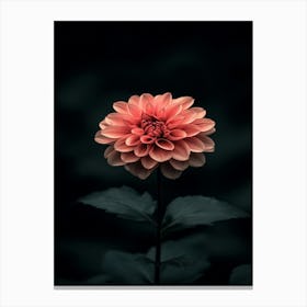 Dahlia 12 Canvas Print