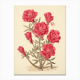 Vintage Cactus Illustration Cylindropuntia Kleiniae 1 Canvas Print