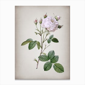 Vintage White Provence Rose Botanical on Parchment n.0279 Canvas Print