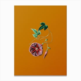 Vintage Male Jalap Flower Botanical on Sunset Orange n.0423 Canvas Print
