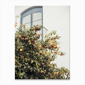 Oranges and Window in White Canvas Print