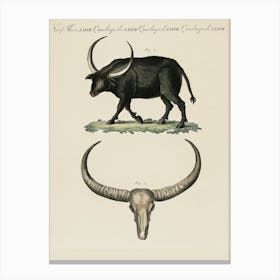 Oxen animal Canvas Print