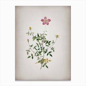 Vintage Single Dwarf Chinese Rose Botanical on Parchment n.0455 Canvas Print
