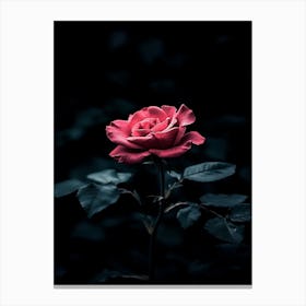 Dark Rose 67 Canvas Print