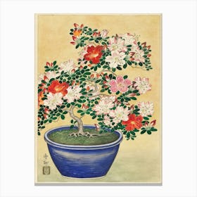 Bonsai Canvas Print